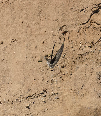 Sand Martin