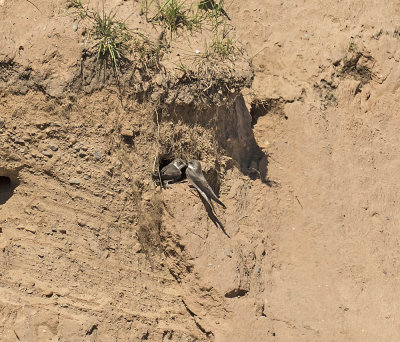 Sand Martin