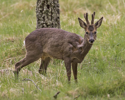 :: Roe Deer ::