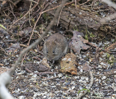 :: Bank Vole ::