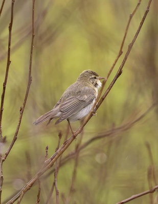 Willow Warbler