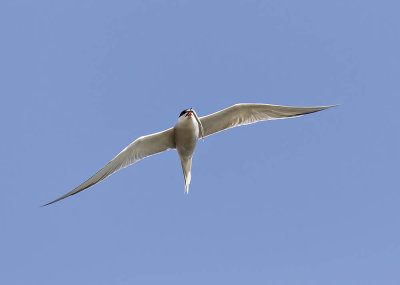Common Tern