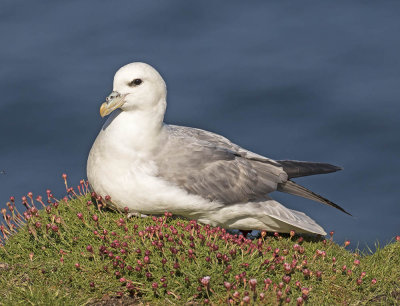 Fulmar