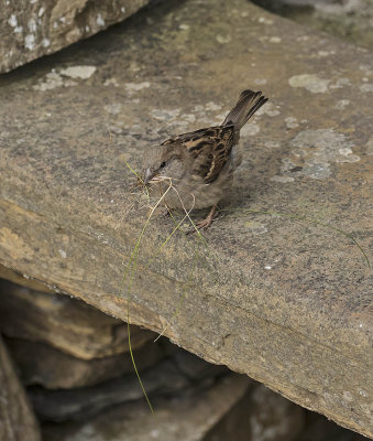 Sparrow