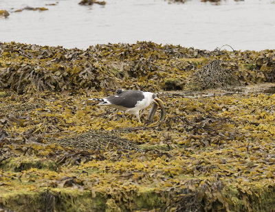 Great Black-backed Gull