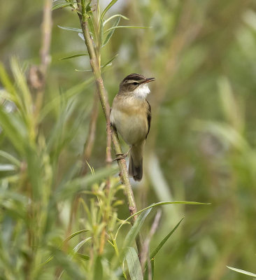 Sedge Warbler