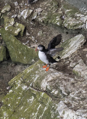 Puffin