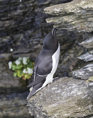 Razorbill