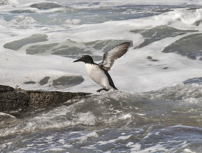 Guillemot