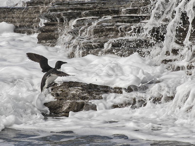 Guillemot