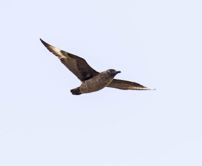 Great Skua