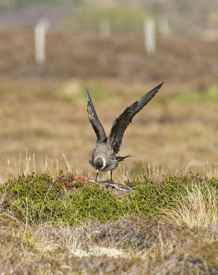 Arctic Skua