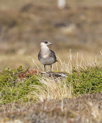 :: Arctic Skau :