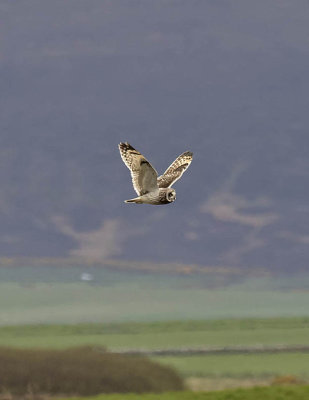 Short-eared Owl