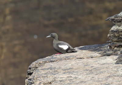 Black Guillemot