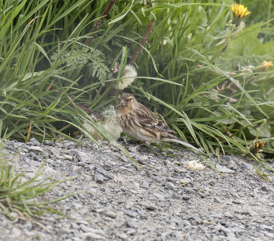Twite