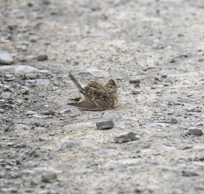 Skylark
