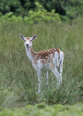 :: Mull July 2016: