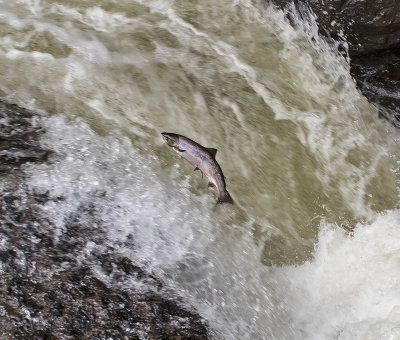 :: Salmon ::