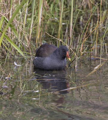 Moorhen