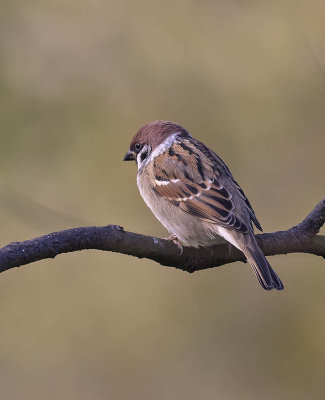 Tree Sparrow
