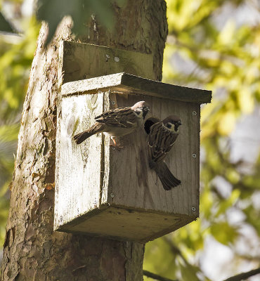 Tree Sparrow