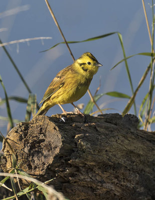 Yellowhammer