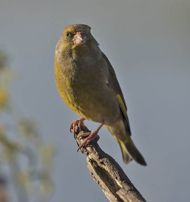 Greenfinch