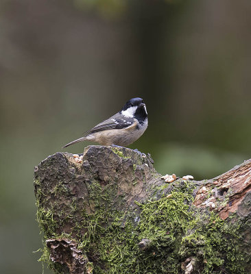 Coal Tit