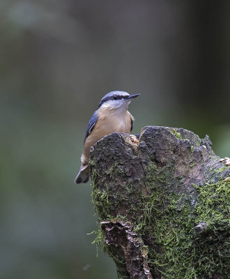 Nuthatch