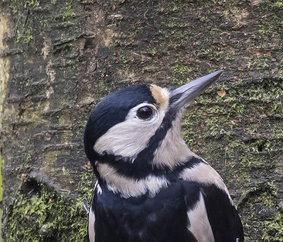 Great Spotted Woodpecker
