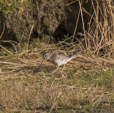 Snipe
