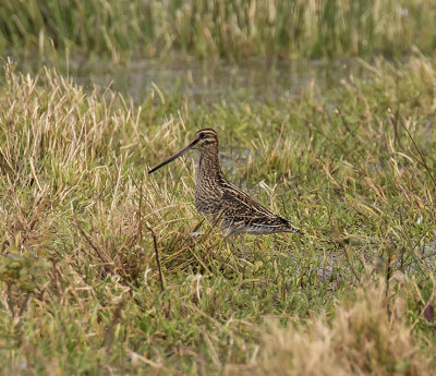 Snipe