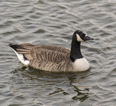 Canada Goose
