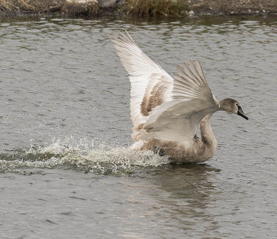 Young Mute Swan