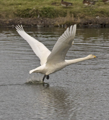 Whooper Swan