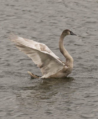 Young Mute Swan