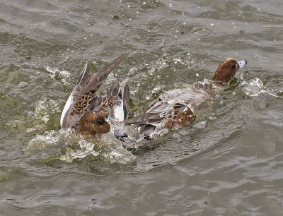 Wigeon