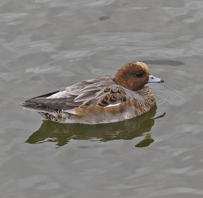 Wigeon