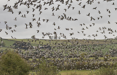 Barnacle Goose