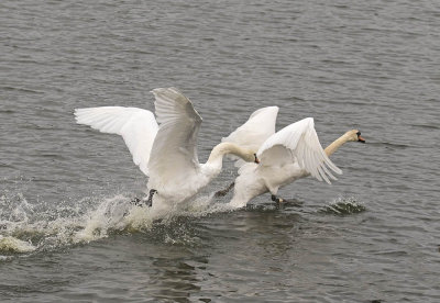 Mute Swan