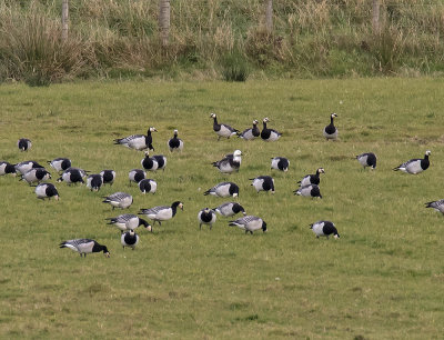Barnacle Goose