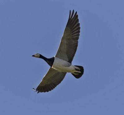 Barnacle Goose