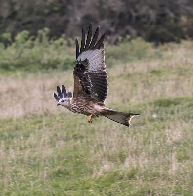 :: Dumfries Red Kites October 2016 ::
