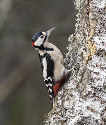 Great Spotted Woodpecker