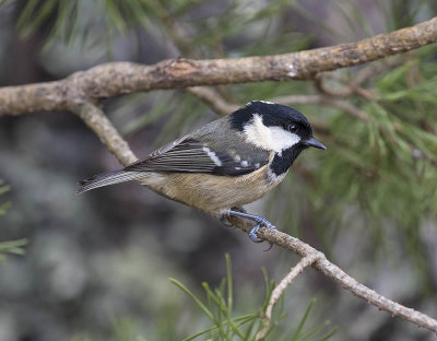 Coal Tit