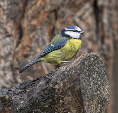 Blue Tit