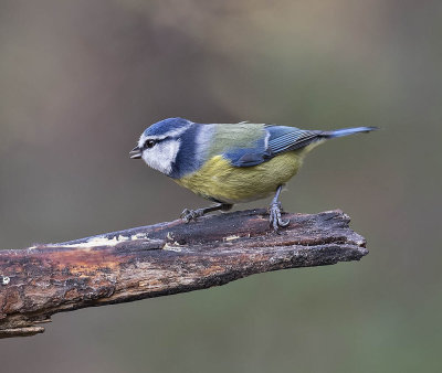 Blue Tit