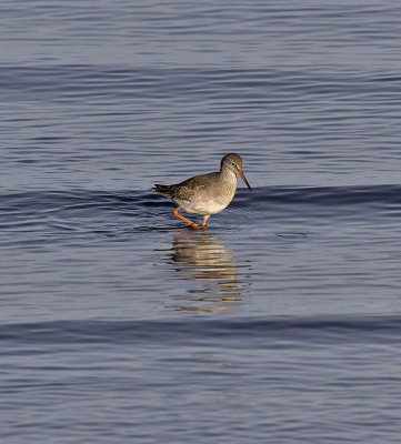 Redshank