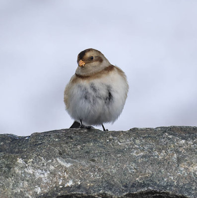 Snow Bunting